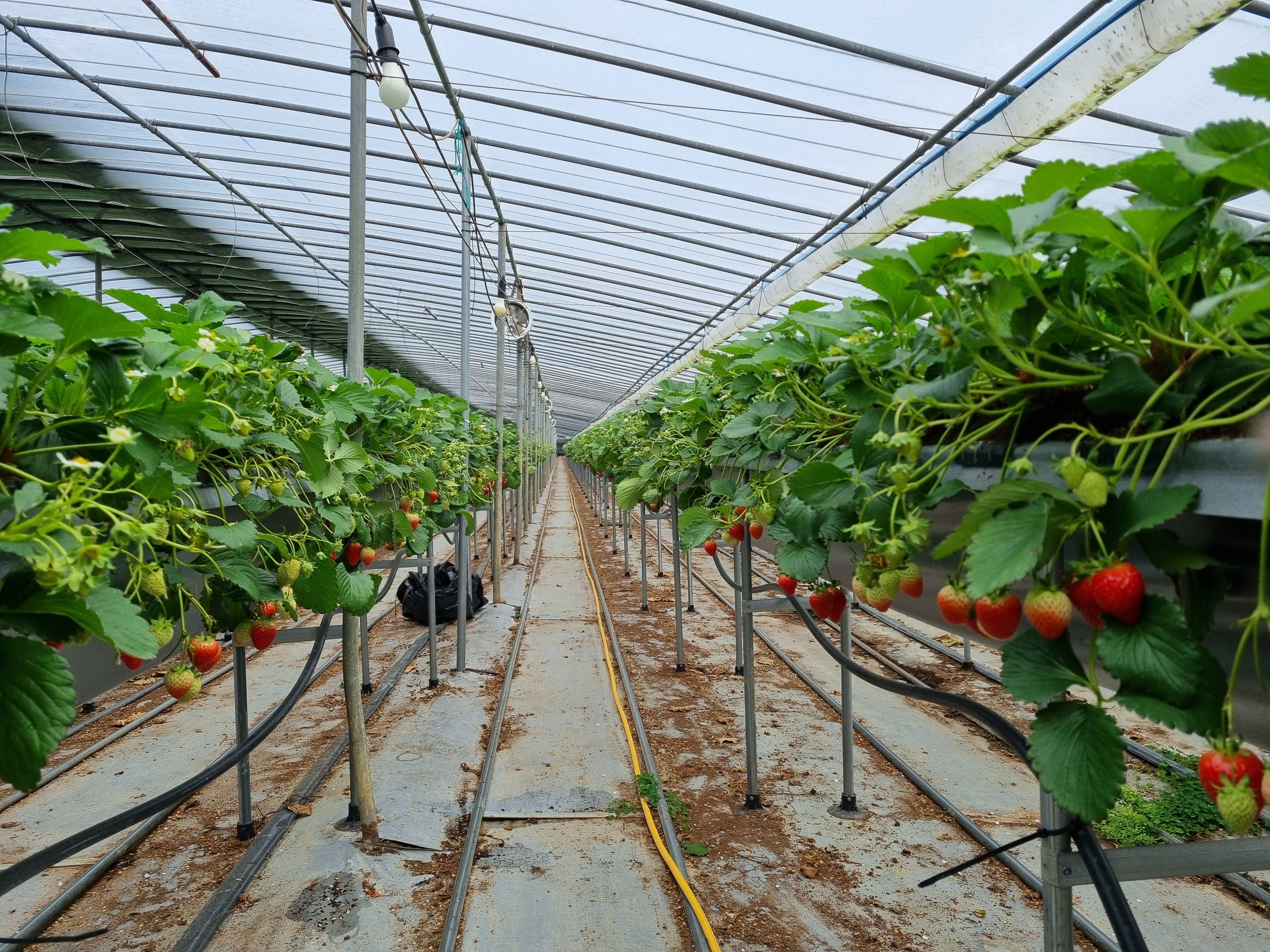딸기수확체험
